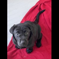 Labrador Retriever - Both