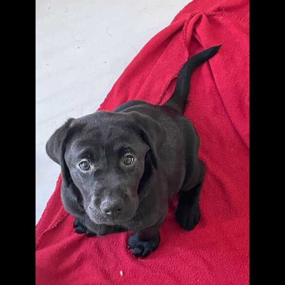Labrador Retriever - Both
