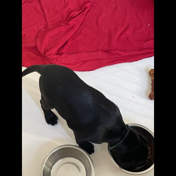 Labrador Retriever - Both