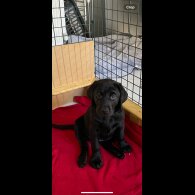 Labrador Retriever - Both
