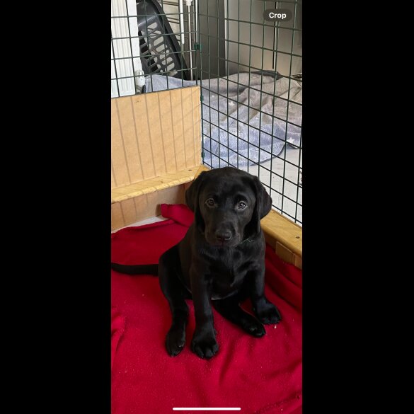 Labrador Retriever - Both