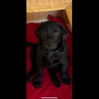 Labrador Retriever - Both