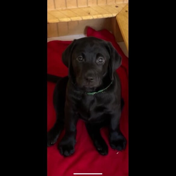 Labrador Retriever - Both
