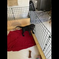 Labrador Retriever - Both