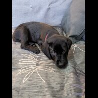 Labrador Retriever - Both