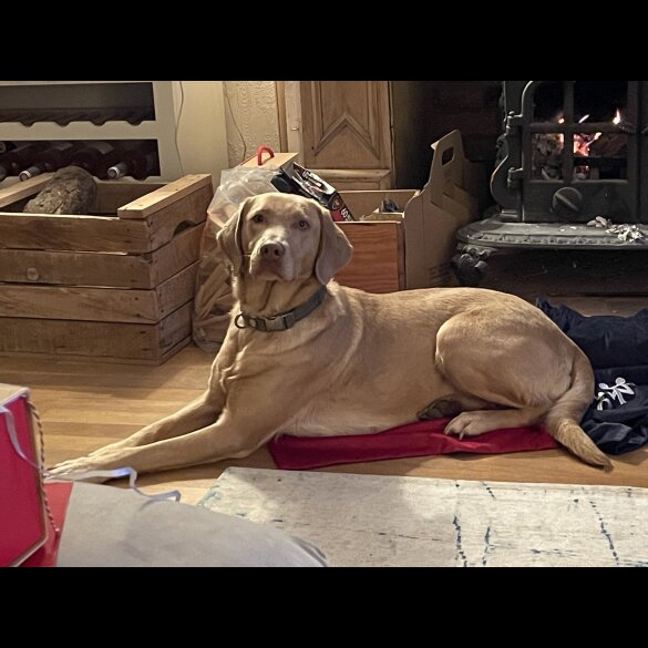 Labrador Retriever - Both