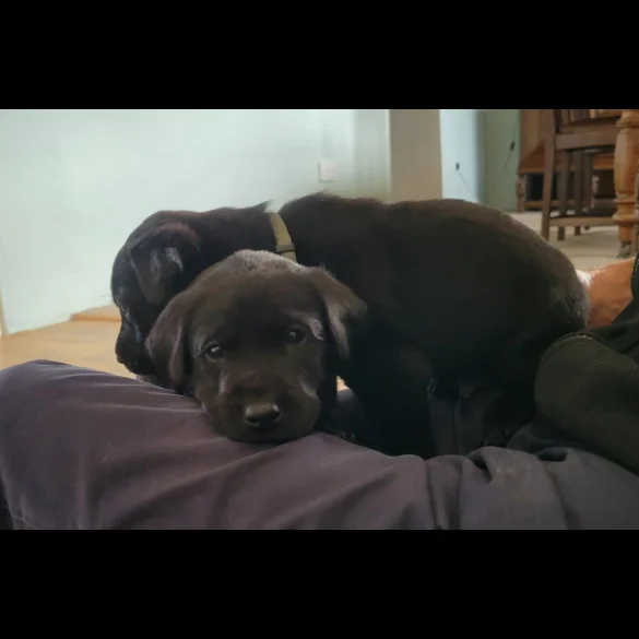 Labrador Retriever - Both
