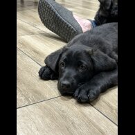 Labrador Retriever - Both