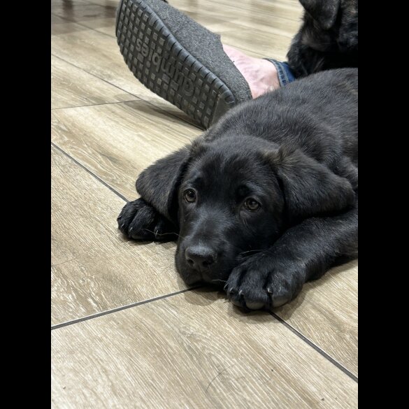 Labrador Retriever - Both