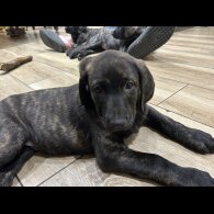 Labrador Retriever - Both