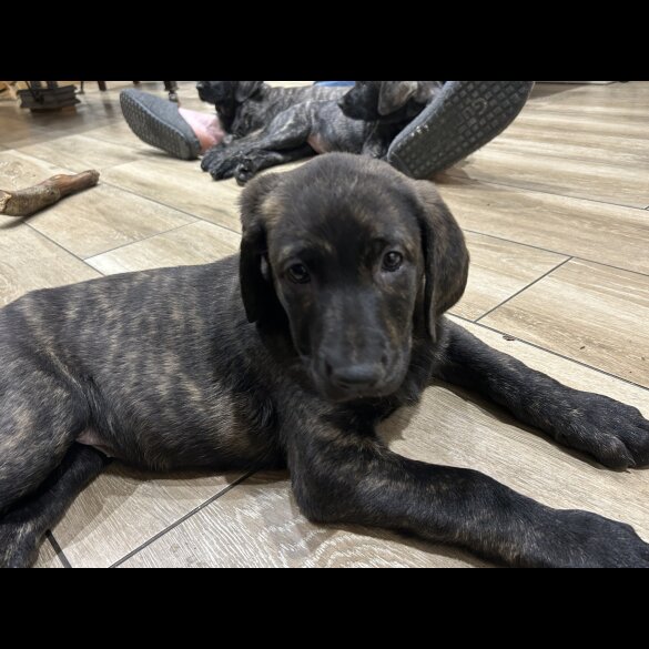 Labrador Retriever - Both