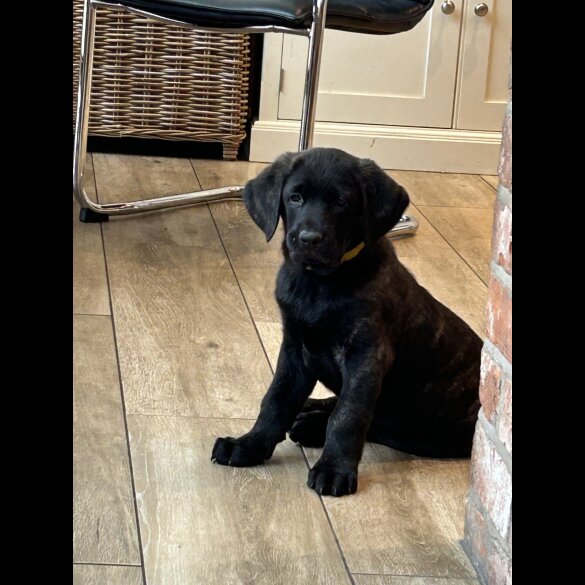 Labrador Retriever - Both