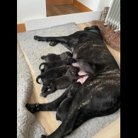 Labrador Retriever - Both