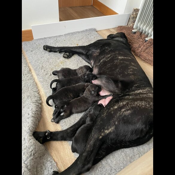Labrador Retriever - Both