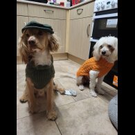 Maltese - Both