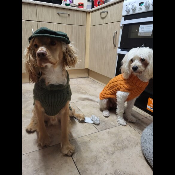 Maltese - Both