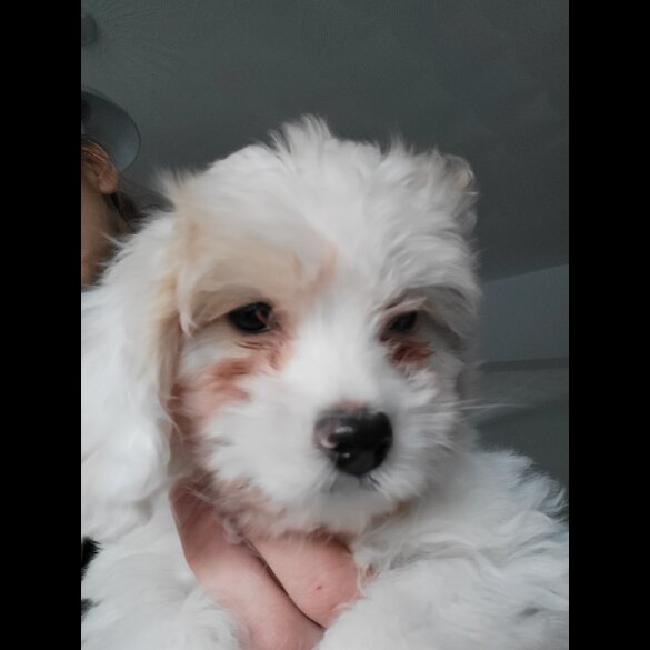 Maltese - Both