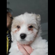 Maltese - Both