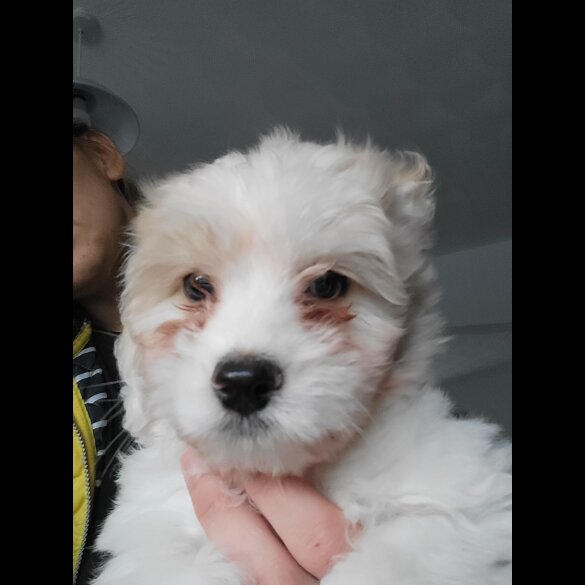 Maltese - Both