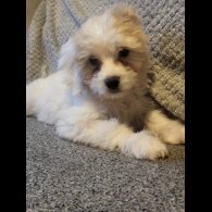 Maltese - Both