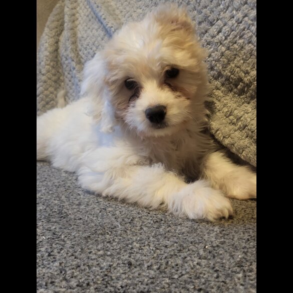 Maltese - Both