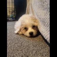 Maltese - Both