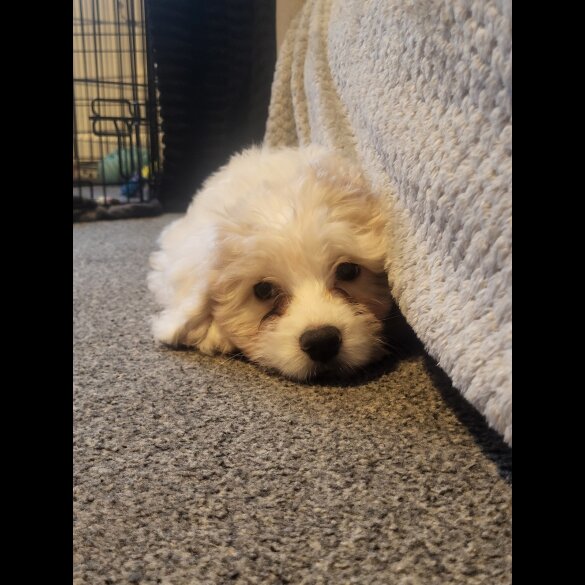 Maltese - Both