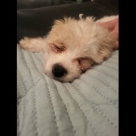 Maltese - Both