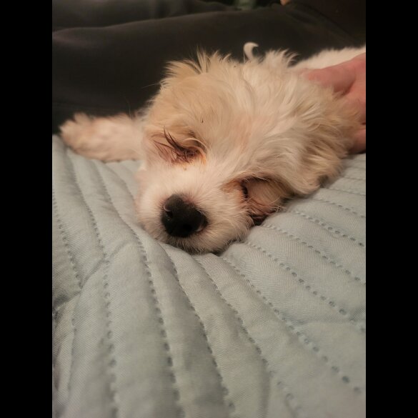 Maltese - Both