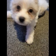 Maltese - Both