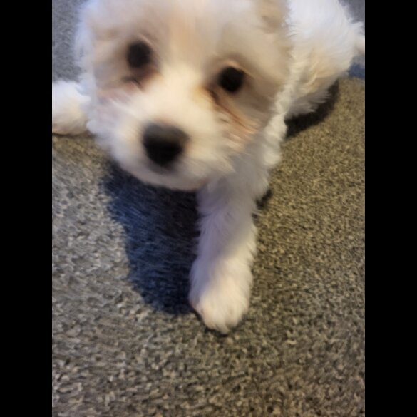 Maltese - Both