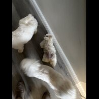 Maltese - Both