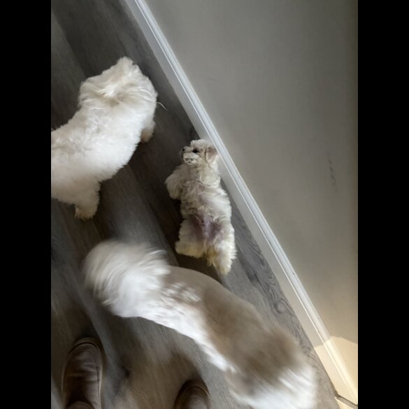 Maltese - Both