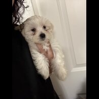 Maltese - Both