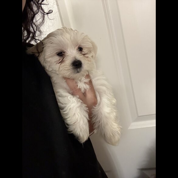 Maltese - Both