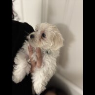 Maltese - Both