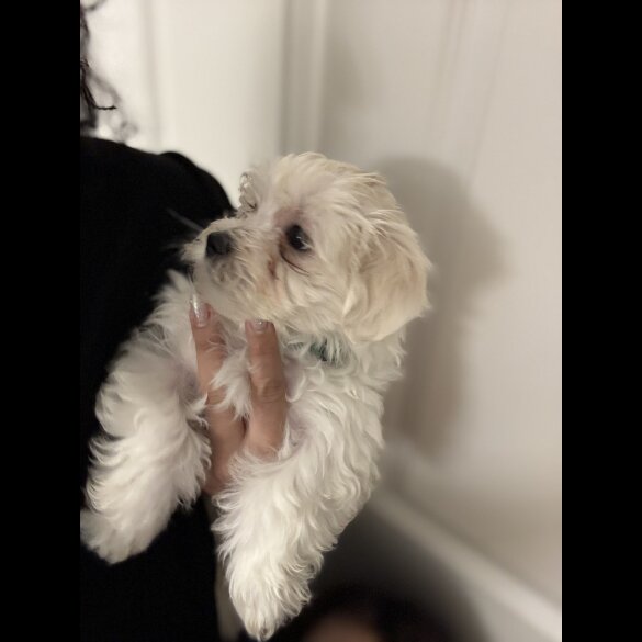 Maltese - Both