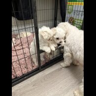 Maltese - Both