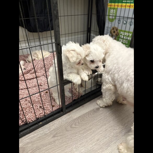 Maltese - Both