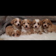 Maltipoo - Both