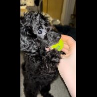 Miniature Poodle - Both