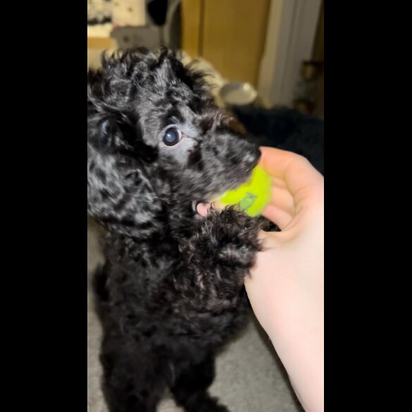 Miniature Poodle - Both