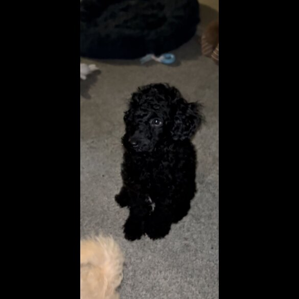 Miniature Poodle - Both