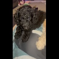 Miniature Poodle - Both