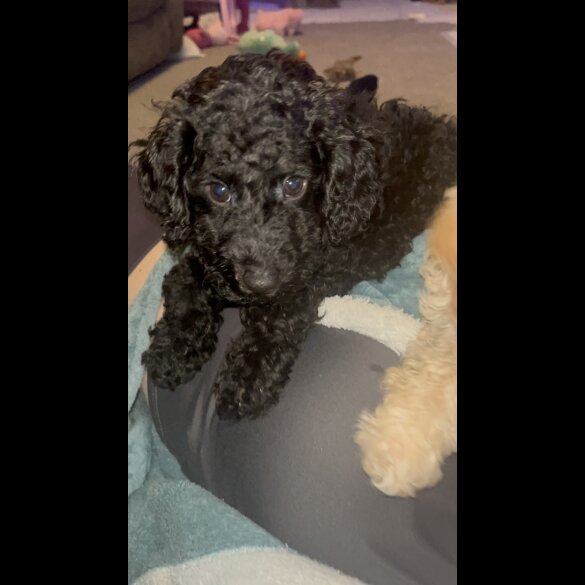Miniature Poodle - Both