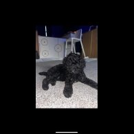 Miniature Poodle - Both