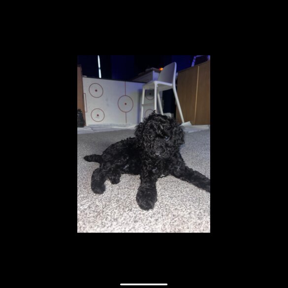 Miniature Poodle - Both