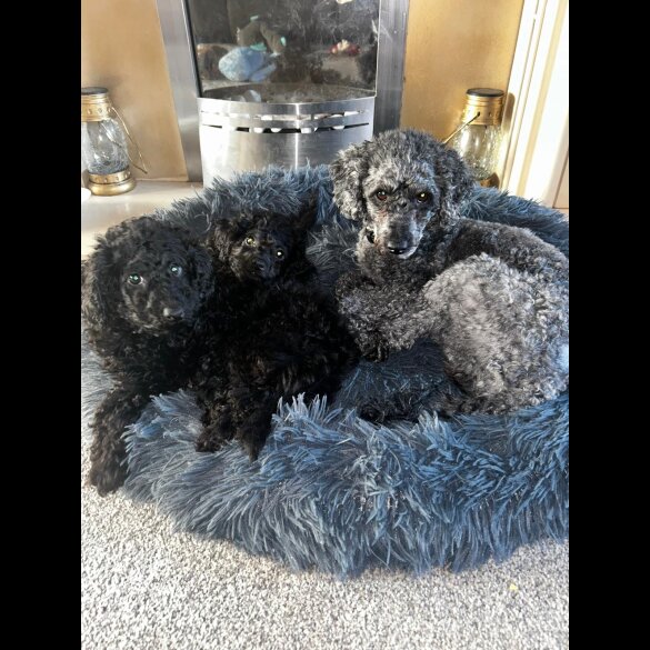 Miniature Poodle - Both