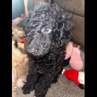 Miniature Poodle - Both