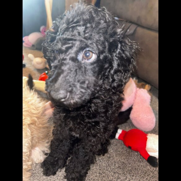 Miniature Poodle - Both
